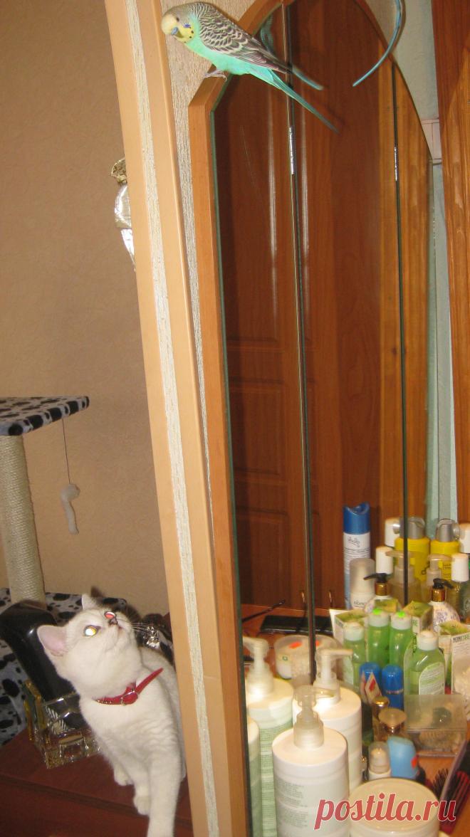 "Спускайся вниз... и не боИсь, я те только перышки пощекочу"