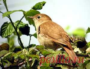 Талант дается человеку Богом, но то, как им распорядиться, человек решает сам. И, к сожалению, не многие способны одолеть свою жадность и поступить так же, как соловей из этой поучительной басни в стихах.