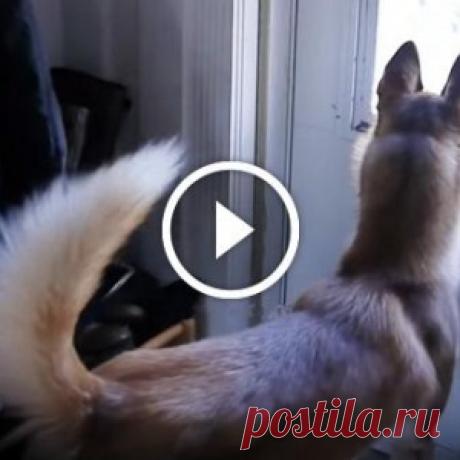 Питбуль и хаски не виделись долгие годы... - МирТесен