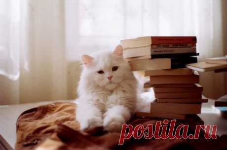 Be Porcelain!