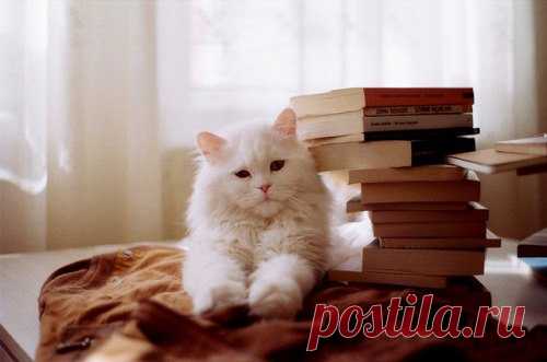 Be Porcelain!