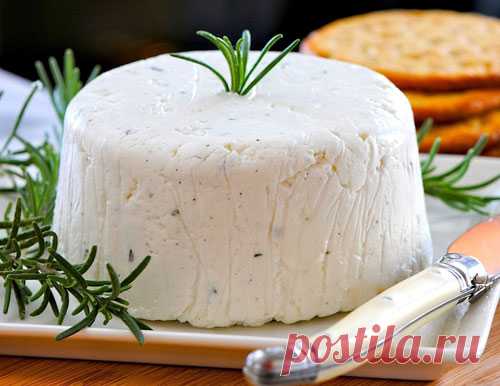Сыр из козьего молока. Рецепты козьего сыра