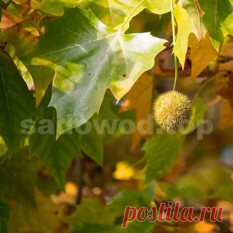 Платан, 1 год, 20-30 см, Р 9 Платан -                                        ...