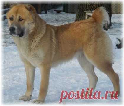 Алабай (среднеазиатская овчарка), краткая характеристика и содержание породы