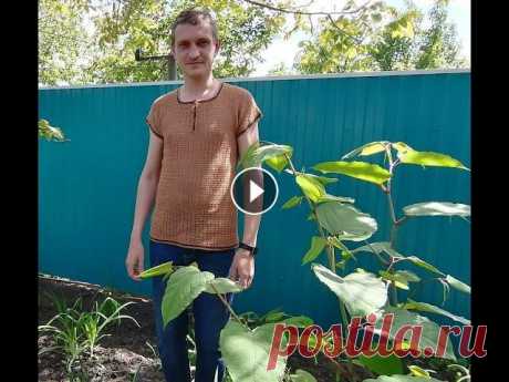 МУЖСКАЯ ФУТБОЛКА КРЮЧКОМ//КРАТКИЙ ОБЗОР Всем привет! Девочки, довязала сыну футболку, спешу поделиться! Приятного просмотра! Как обвязать горловину:...