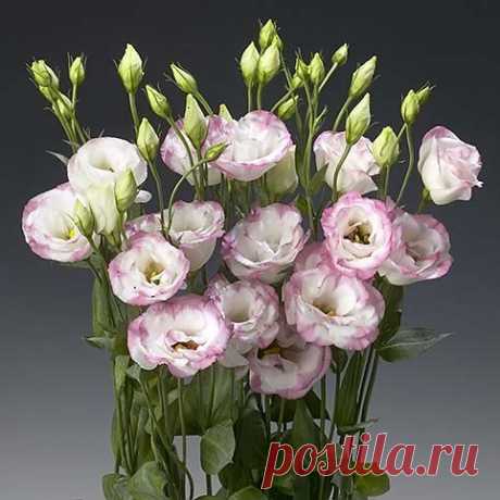 Мастер-классы Фоамиран (FLOWERS OF FOAMIRAN)