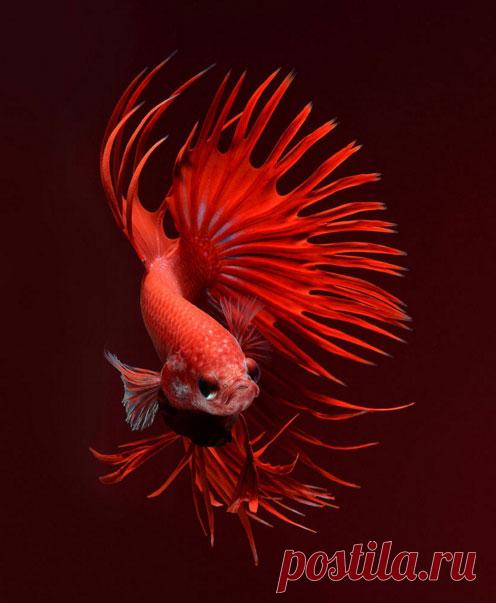 Красота и изящность: 15 потрясающих фотографий аквариумных рыбок | Изюминки