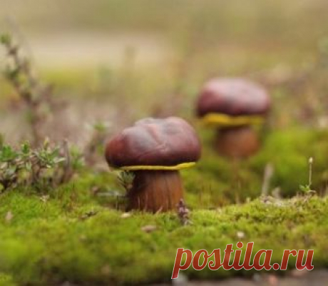 Поделки и игры для детей