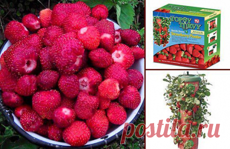 Специальное изобретение – рассадник для выращивания земляники Strawberry Planter, который позволяет без лишних усилий выращивать небольшие и аккуратные кустики, дающие великолепные и ароматные плоды. Подробнее - https://pr4.apishops.ru/