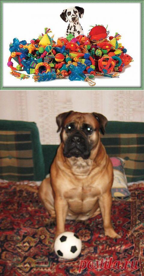 Игрушки пищалки для собак | Зоомир