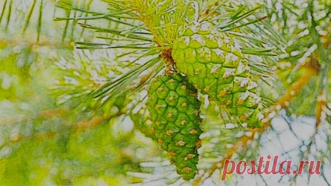 Сосновые шишки. Почему расположенные в сосновых лесах санатории и детские оздоровительные лагеря пользуются такой популярностью? Воздух там обладает мощной целительной силой…