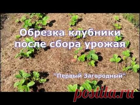 Обрезка клубники и уход за ней после сбора урожая