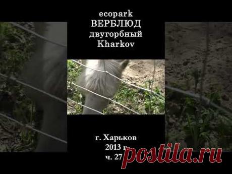 █ Белый ВЕРБЛЮД ЭкоПарк Харьков / ч. 27 / 2013 г. #shorts