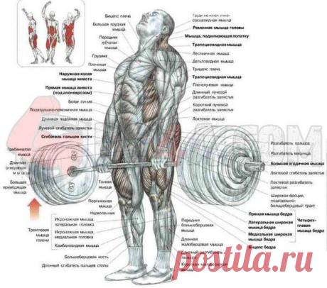 Учимся правильно делать становую тягу  / Спорт Сильных!