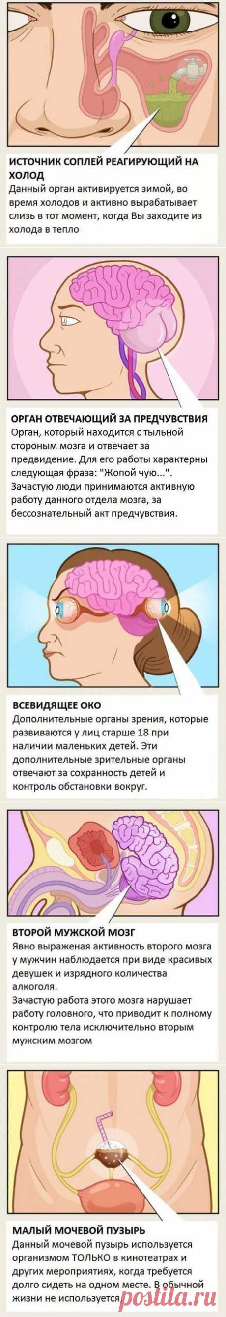 Органы, о существовании которых вы не знали. | Хитрости Жизни