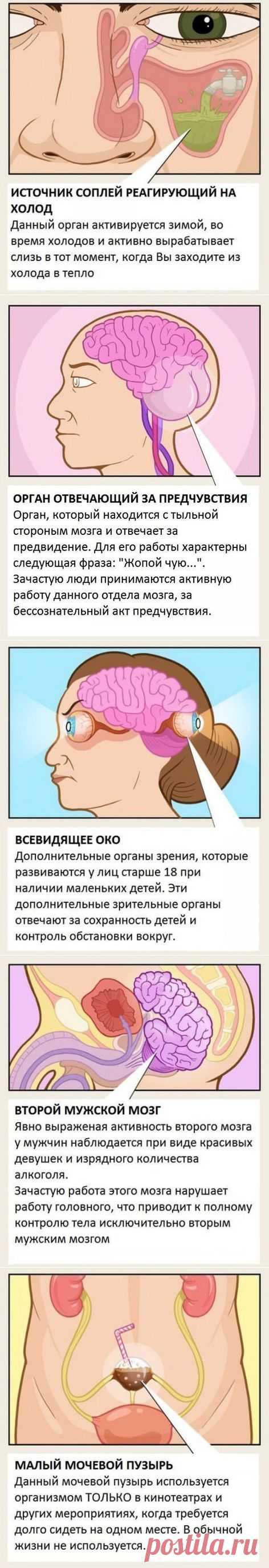 Органы, о существовании которых вы не знали. | Хитрости Жизни