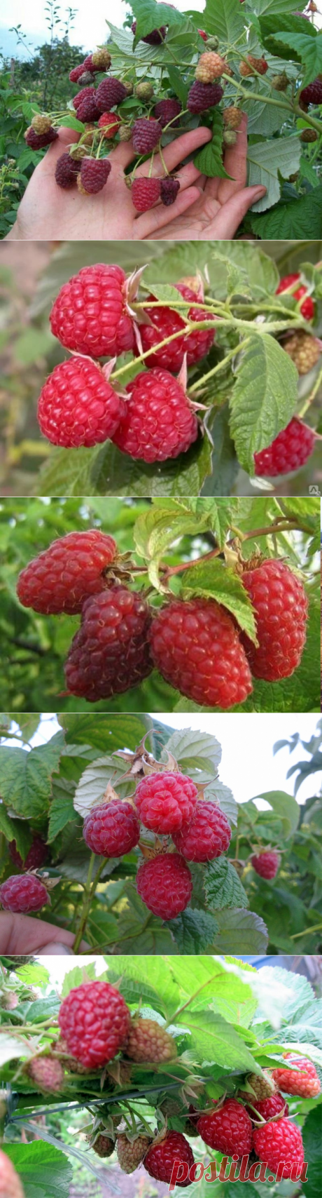 Лучшие неприхотливые сорта малины описание сортов