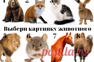 Тест: на какое животное вы похожи | Психология