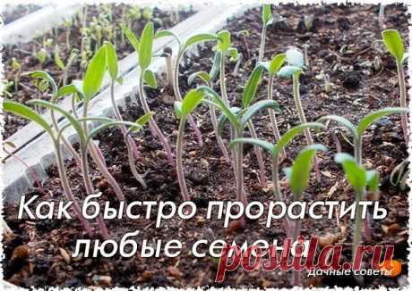 Как быстро прорастить любые семена

Дачники — народ неугомонный, постоянно что - то придумывают, экспериментируют и делятся своими советами. Вот, к вашему вниманию, очень интересный метод, который позволит вашим семенам прорасти быстро. Им поделилась моя соседка по даче .

Делаю так!

В пластиковый контейнер с землей заливаю очень крутого кипятка!

Потом на очень горячую землю рассыпаю семена , и лишь слегка присыпаю их землей.

Заворачиваю контейнер с посаженными семенами...