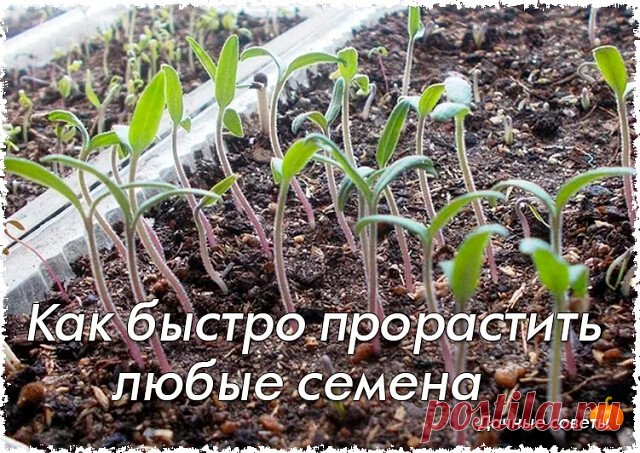 Как быстро прорастить любые семена

Дачники — народ неугомонный, постоянно что - то придумывают, экспериментируют и делятся своими советами. Вот, к вашему вниманию, очень интересный метод, который позволит вашим семенам прорасти быстро. Им поделилась моя соседка по даче .

Делаю так!

В пластиковый контейнер с землей заливаю очень крутого кипятка!

Потом на очень горячую землю рассыпаю семена , и лишь слегка присыпаю их землей.

Заворачиваю контейнер с посаженными семенами...