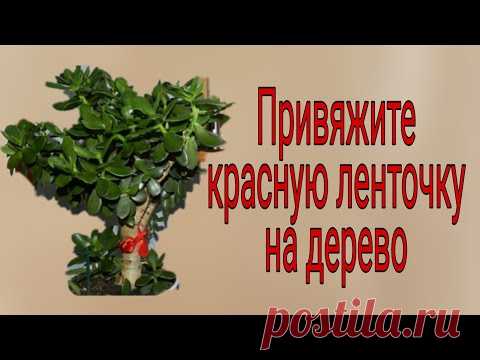 Привяжите красную ленточку на дерево. | Тайна Жрицы |