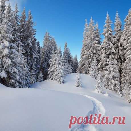 Многозвучная тишина зимы .