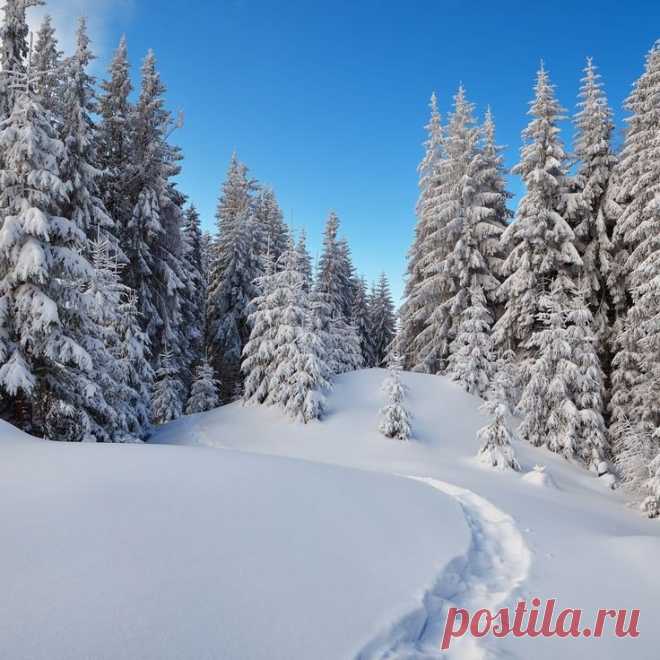 Многозвучная тишина зимы .