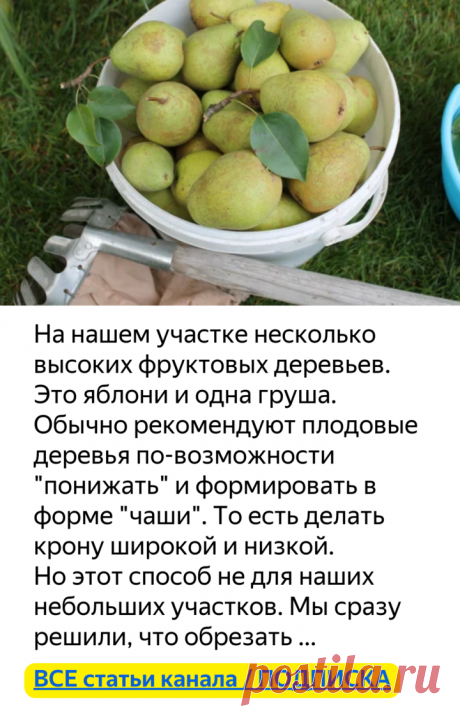 Как собрать фрукты с высокого дерева? (немного смекалки) | Есть время под солнцем | Яндекс Дзен