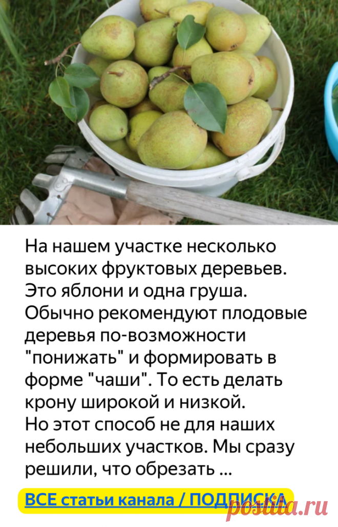Как собрать фрукты с высокого дерева? (немного смекалки) | Есть время под солнцем | Яндекс Дзен