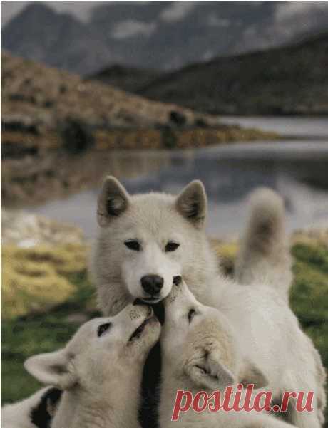 В логове среди завала
Поваленных в бурю берез
Волчица волчат согревала
Трогательно до слез
Пора за добычей. Встала,
И как вспоминала потом,
Волчат, уходя облизала
Шершавым своим языком,
Мужик по завалу выискивал
Деревья нужны для свай.
У логова волка услышал
Веселый щенячий лай.
В лаз палку засунул. Понятно,
Волчицы с волчатами нет.
Испуганные щенята
Им вытащены на свет.
Пальцы петлей сдавили
Нежную шейку щенка.
Люди давно решили —
Нет зверя хуже волк.