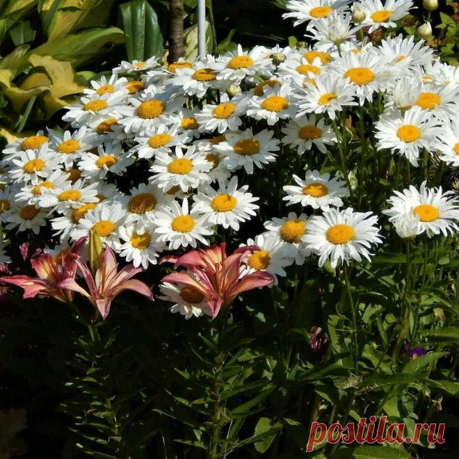 Эти многолетники зацветут уже летом, если их посеять в феврале. | Цветочная душа | Яндекс Дзен