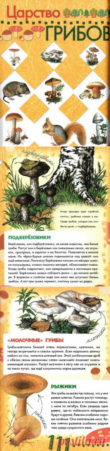 &quot;Царство грибов.&quot;- Большая книга леса.-6