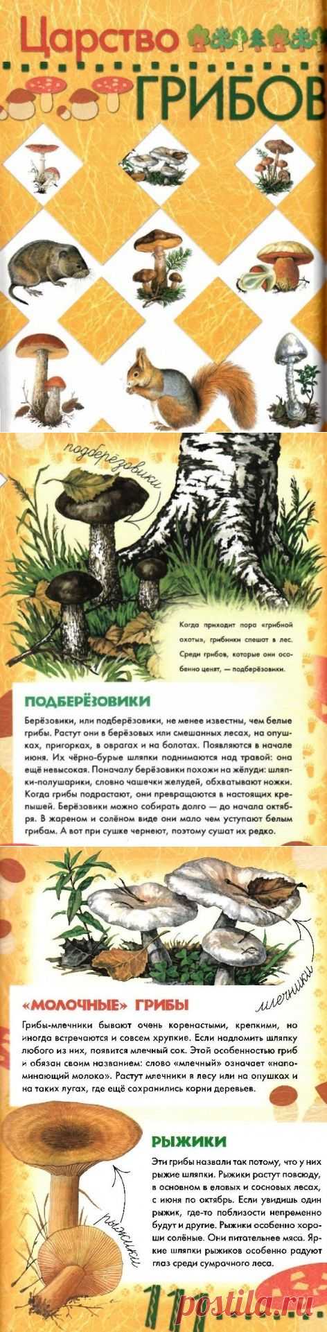 "Царство грибов."- Большая книга леса.-6