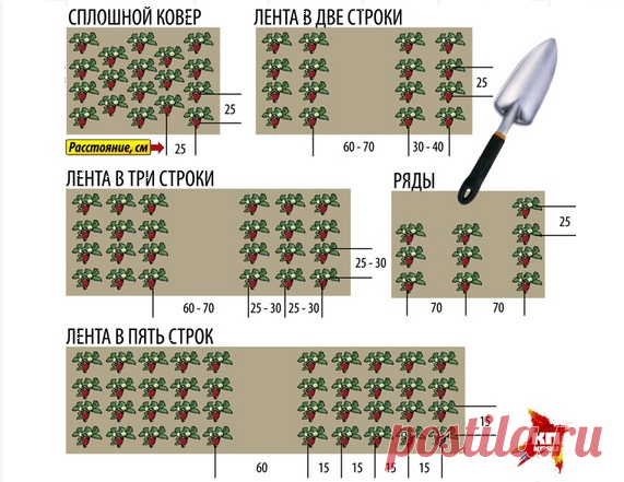 Посадка земляники: в каждом случае своя схема