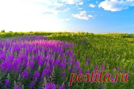 Иван чай – настоящий Русский чай