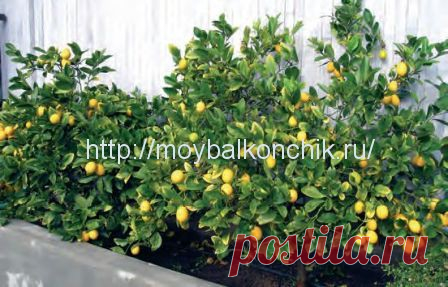 Деревья и кустарники на балконах и террасах