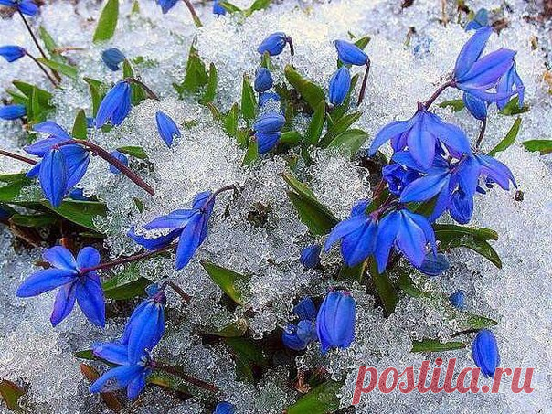 💙Весна идет...🌿