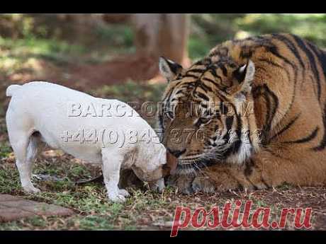 ▶ ▶ ▶ ▶ まる です 2 утра Maru 2-я -.. YouTube