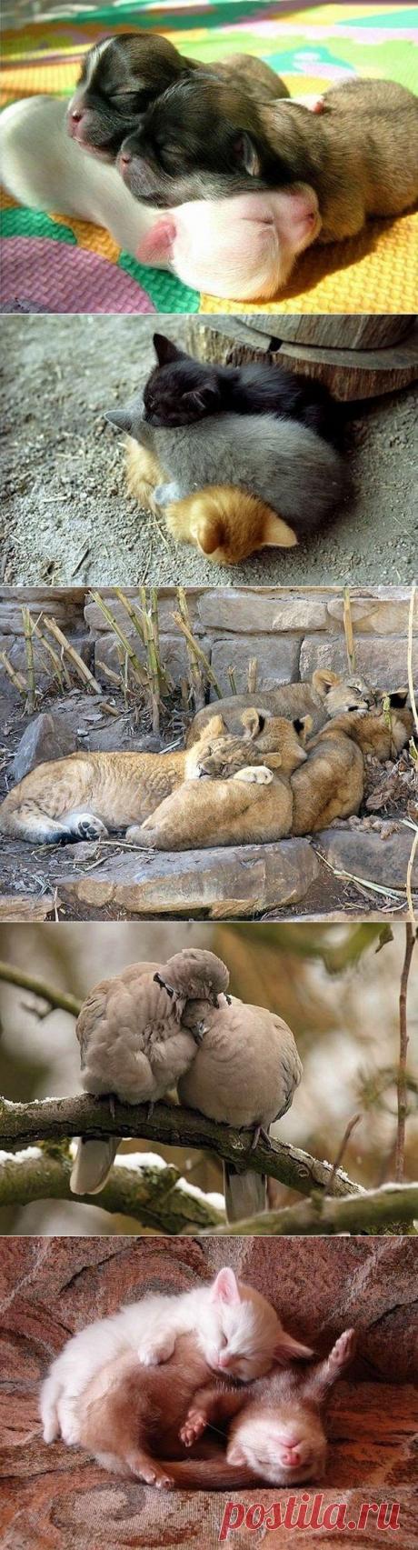 Пушистые подушки: спать на товарище мягче и приятнее