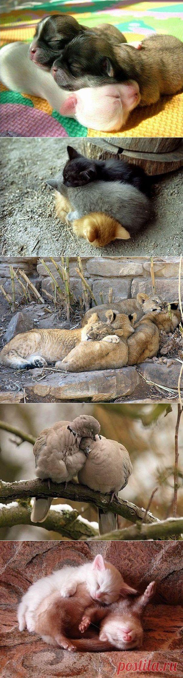 Пушистые подушки: спать на товарище мягче и приятнее