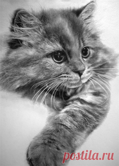 This is a pencil drawing!! Unbelievable!! Incredible cat pencil sketches by Paul Lung...