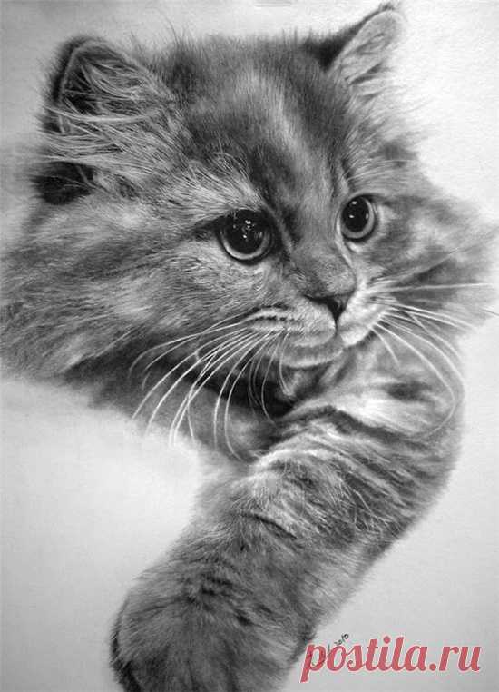 This is a pencil drawing!! Unbelievable!! Incredible cat pencil sketches by Paul Lung...