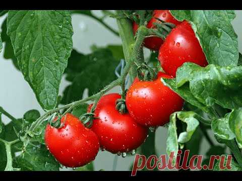 Как правильно удалять пасынки томатов? | How to remove excess tomato sprouts? - YouTube