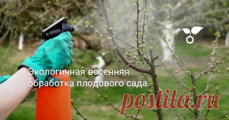 Экологичная весенняя обработка плодового сада Чем опрыскать плодовые деревья от болезней весной? Есть ли альтернатива вредным химическим препаратам? Как защитить сад от вредителей экологичными методами? Ответы - в статье.