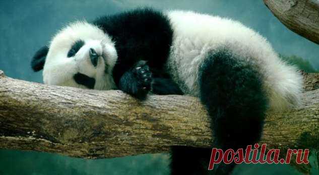 Раньше они стеснялись: панды в зоопарке Гонконга впервые за 10 лет занялись любовью (фото) . Милая Я