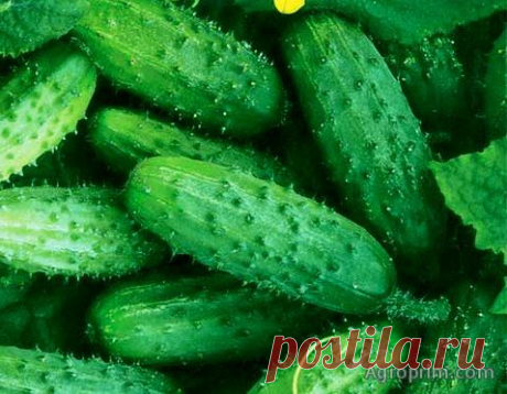 Кустовые огурцы