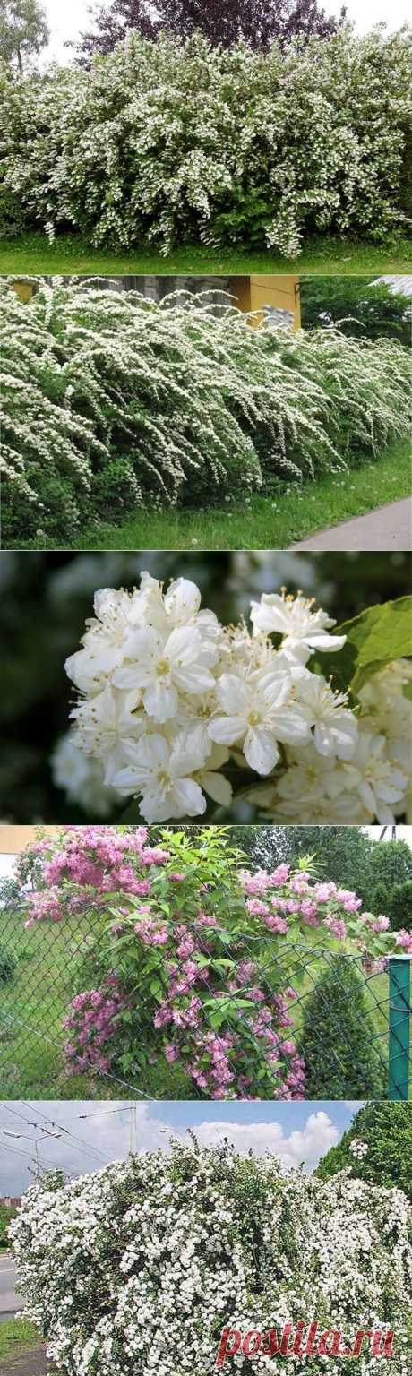 Дейция – восточная красавица, посадка и уход | Самоцветик