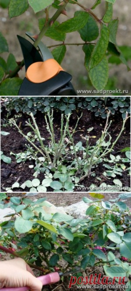 Как обрезать розы. Правила обрезки роз, виды, описание.