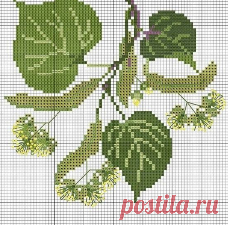 ​Растения с цветами и плодами