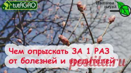 УНИКАЛЬНЫЙ РЕЦЕПТ XIX ВЕКА ДЛЯ ВЕСЕННЕЙ ОБРАБОТКИ САДА, БОРЬБЫ С ГНИЛЬЮ, ПЕРОНОСПОРОЗОМ и ФИТОФТОРОЙ | Иван Русских | Дзен